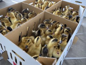 合鴨くんたちがやってきました